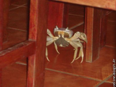Un crabe vient nous surprendre au restaurant